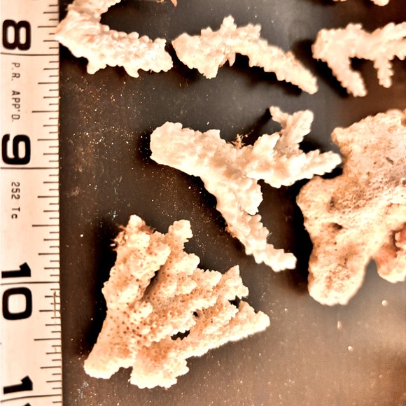 Bulk white coral branch pieces - Picture 3 of 4